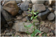 Blumea membranacea var. jacquemontii